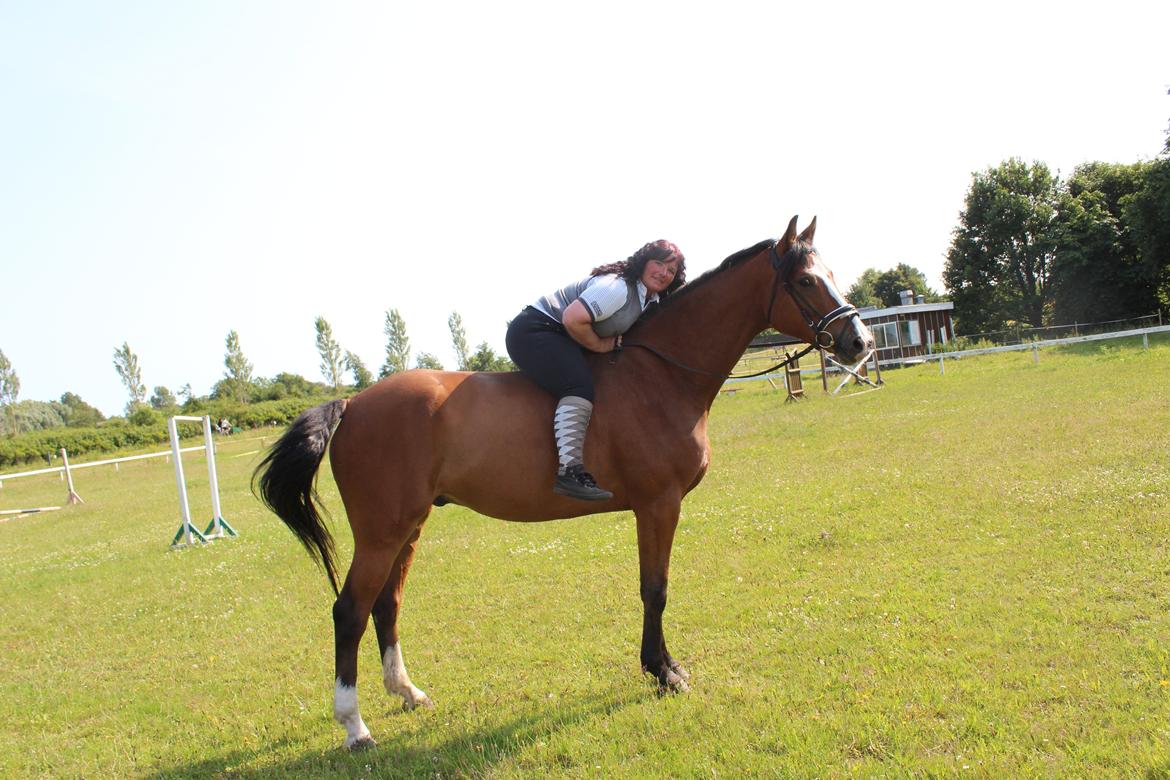 Hollandsk Varmblod Diesel billede 25