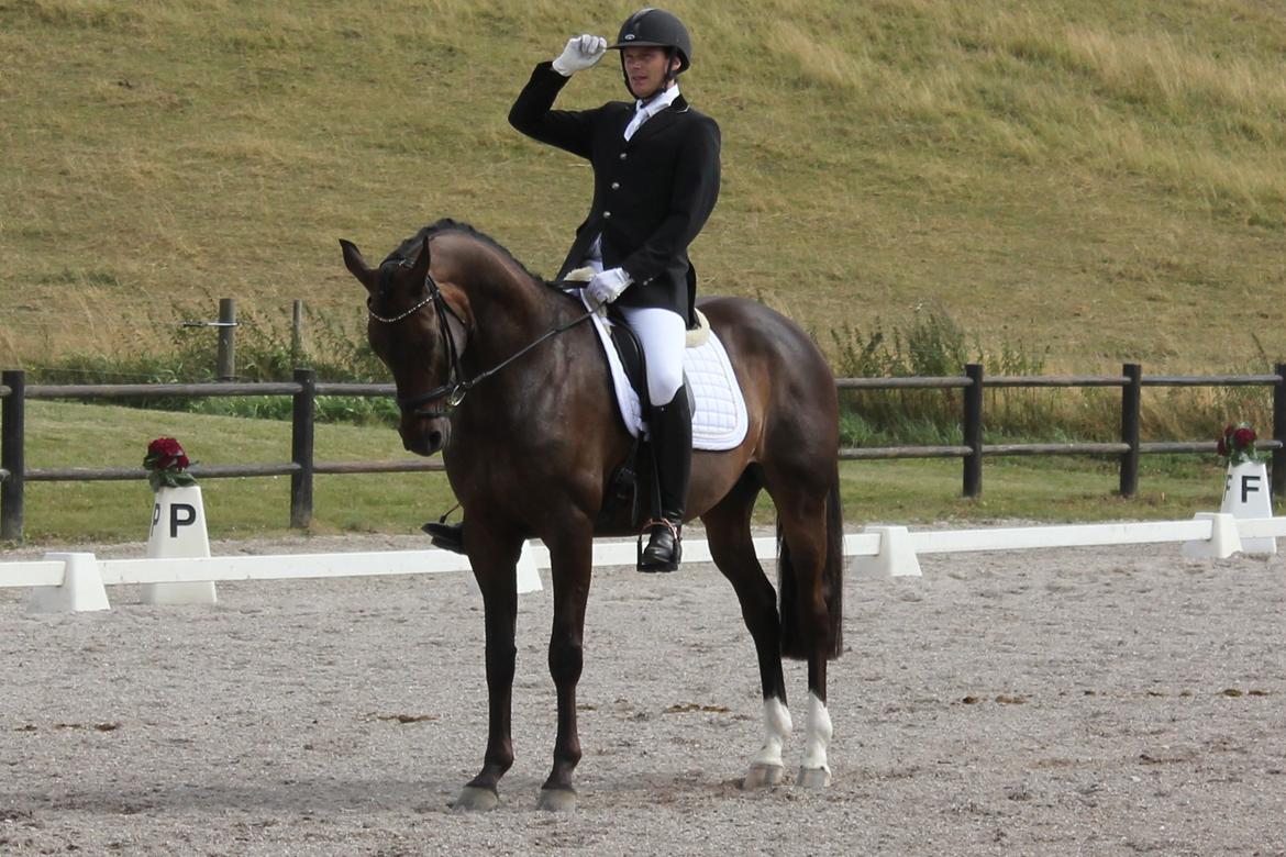 Trakehner Roloff - August 2013 billede 13