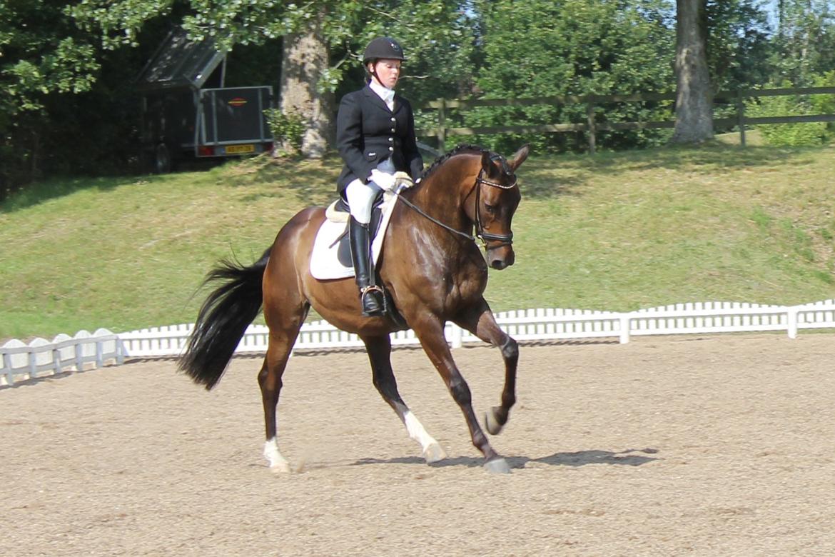 Trakehner Roloff - Juni 2013 billede 14