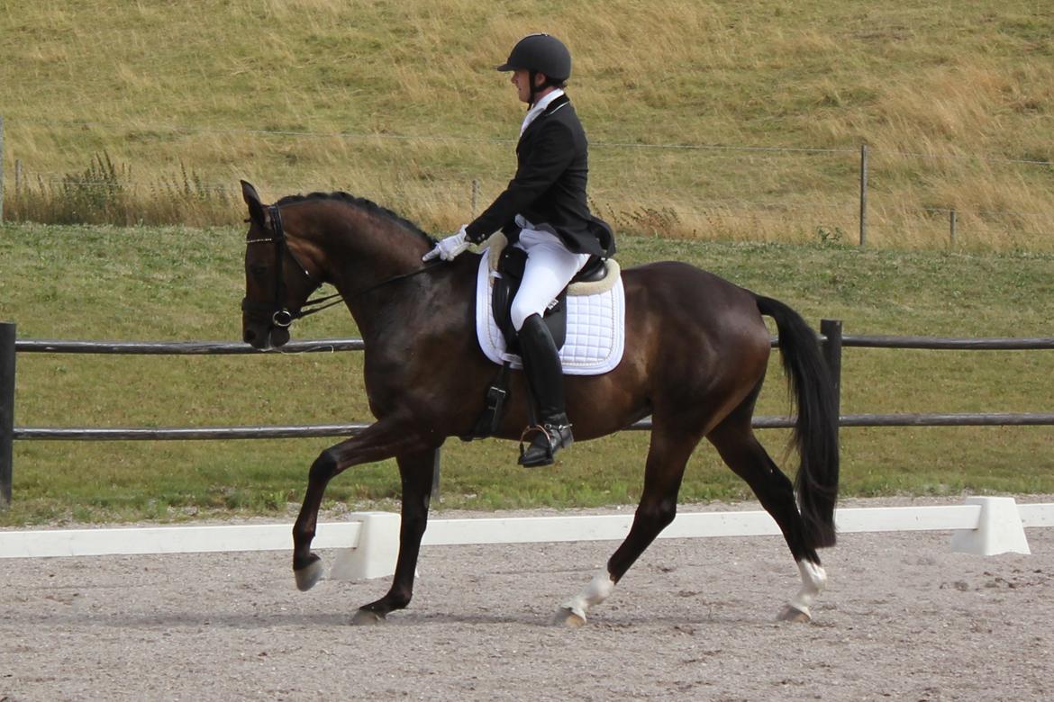 Trakehner Roloff billede 15