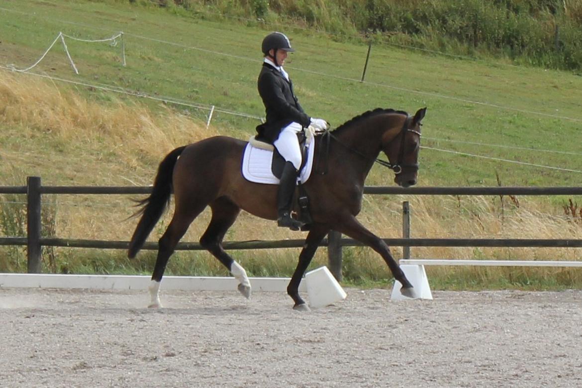 Trakehner Roloff billede 16