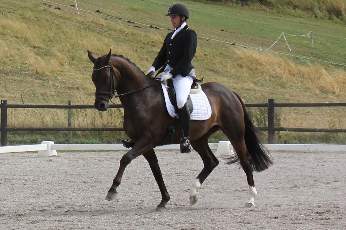Trakehner Roloff billede 17