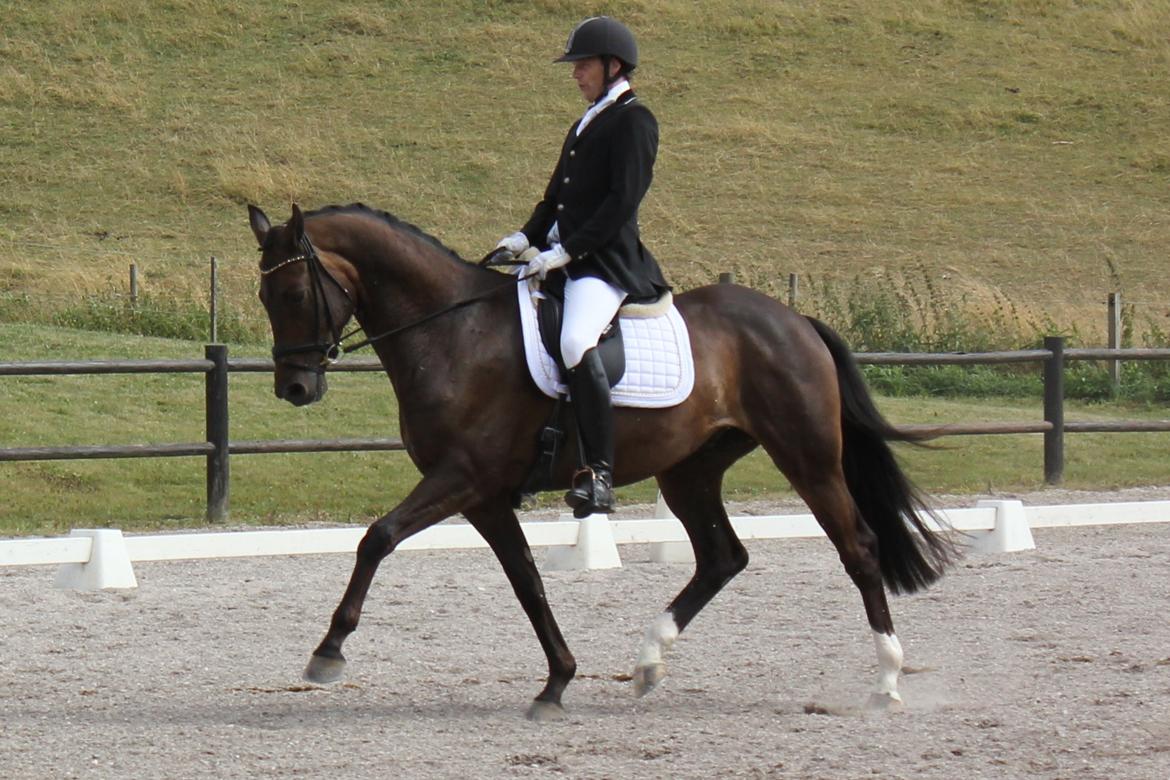 Trakehner Roloff billede 18