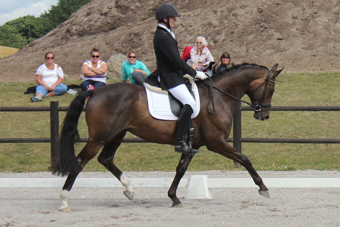 Trakehner Roloff billede 19