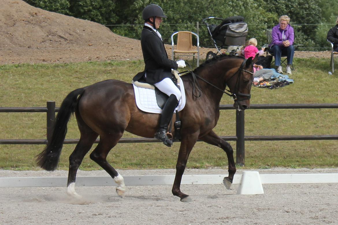 Trakehner Roloff billede 20