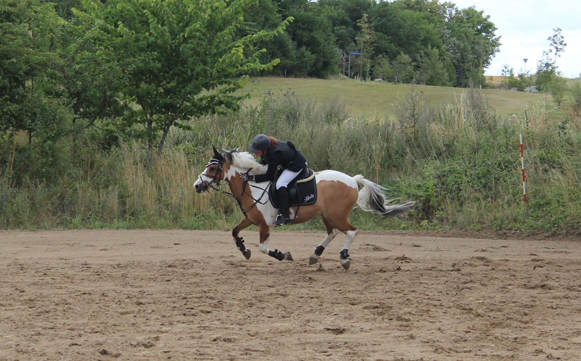 Pinto Stald poppels Hollywood Holy-man R.I.P MIN ENGEL billede 15