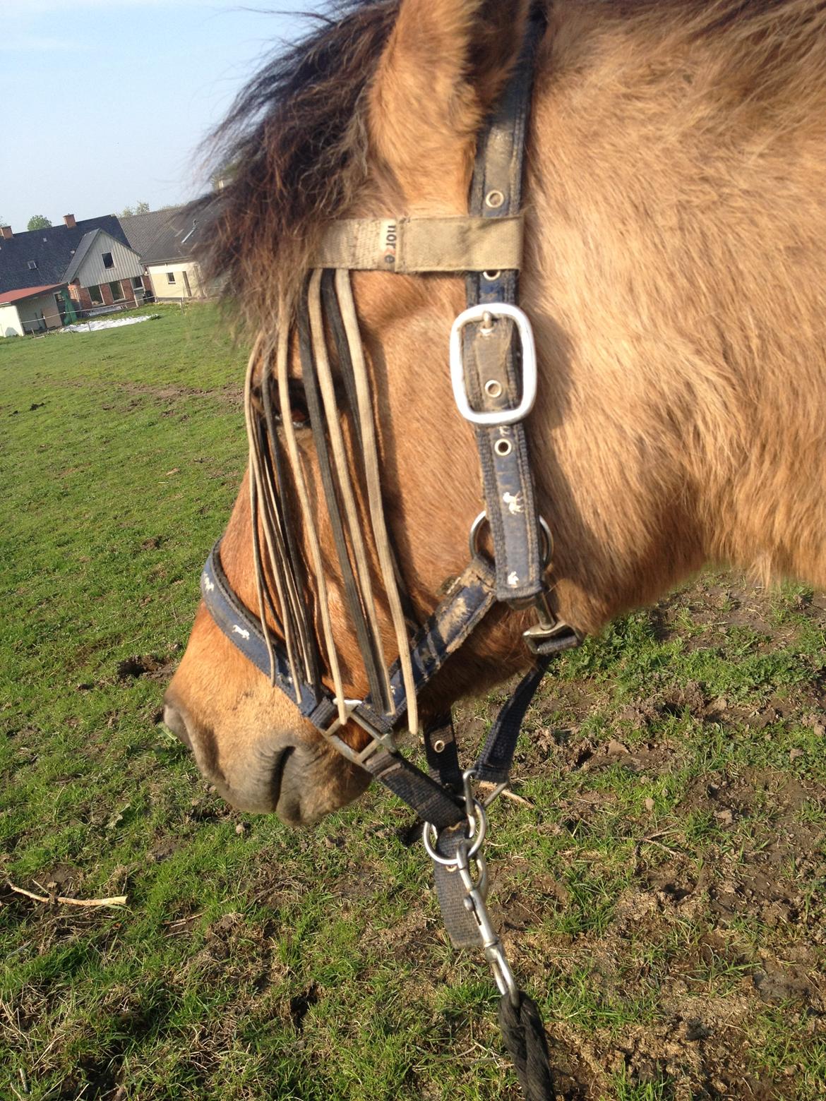 Anden særlig race bonnie billede 2