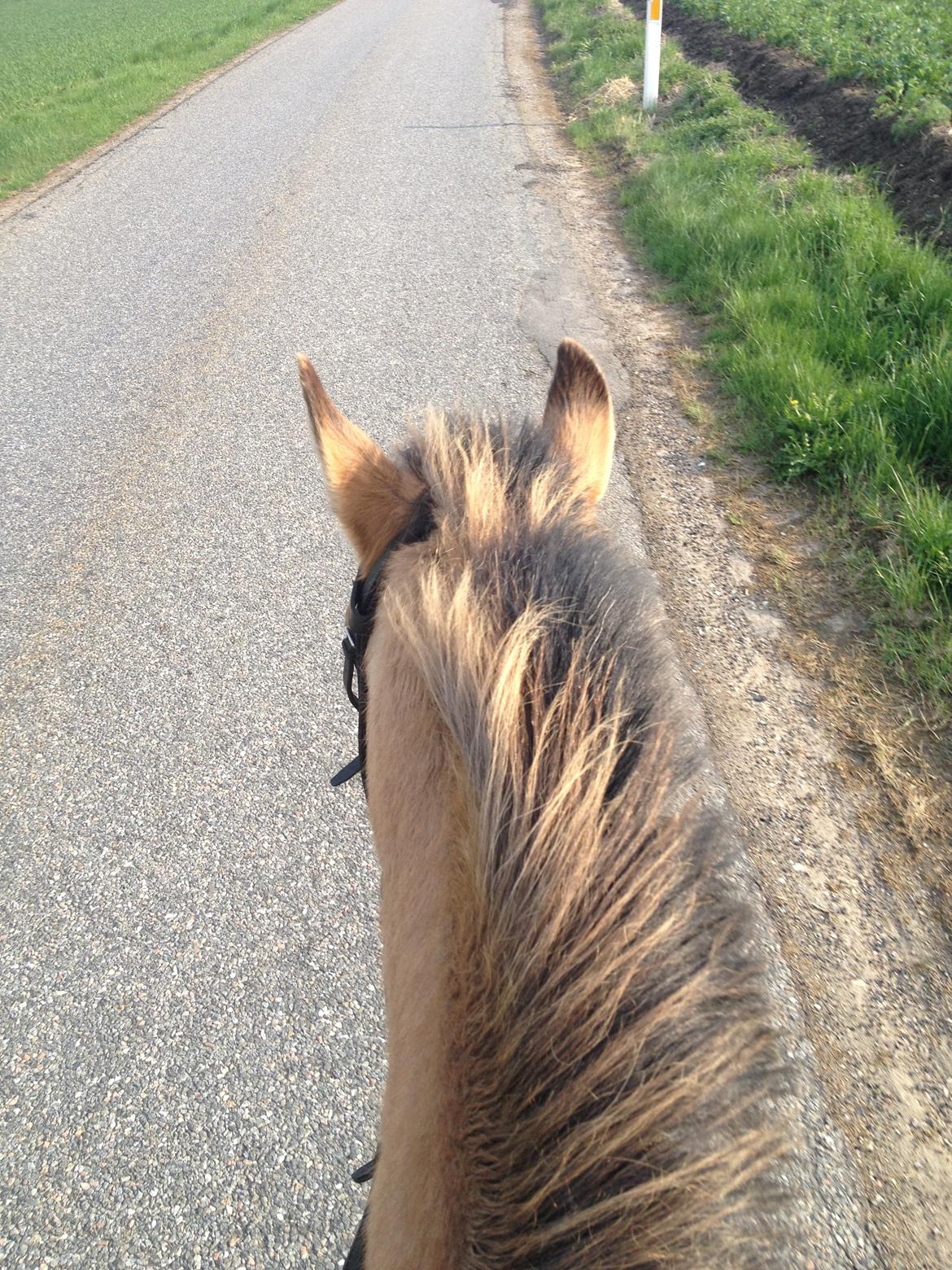 Anden særlig race bonnie billede 4