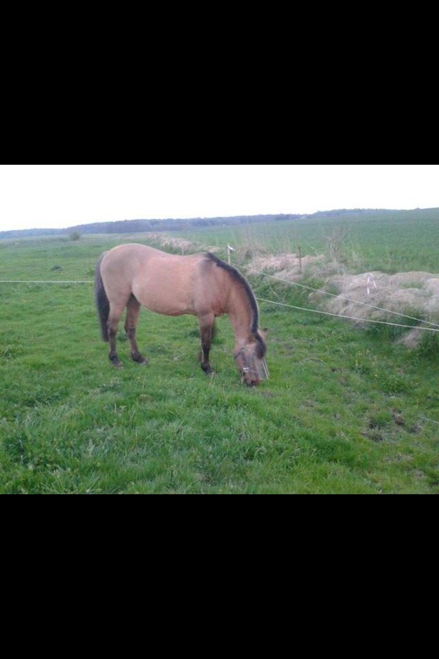 Anden særlig race bonnie billede 5