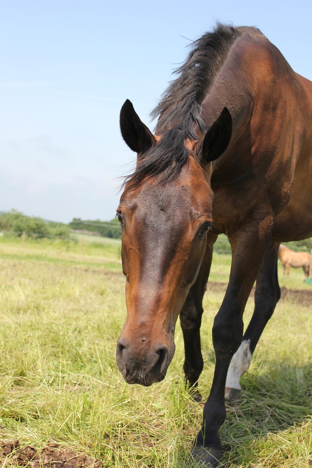 Trakehner Roloff - Sommergræs 2013 billede 21