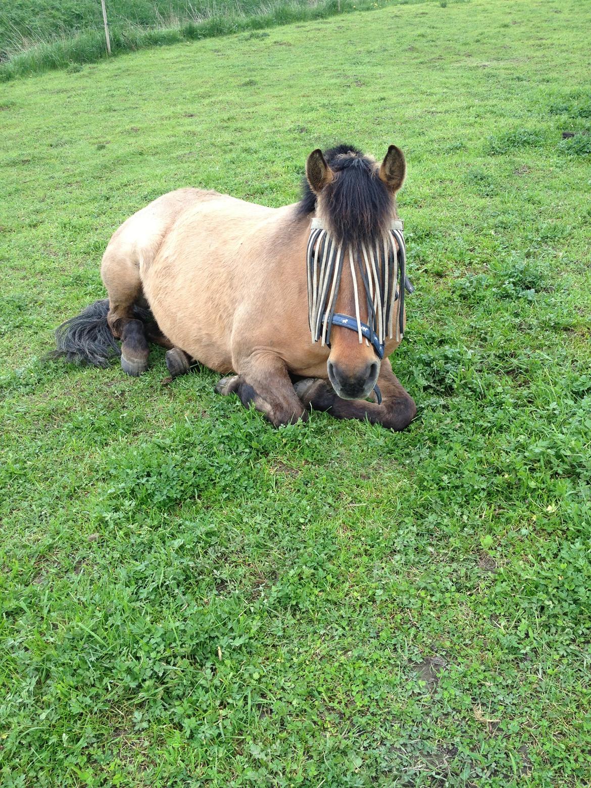 Anden særlig race bonnie billede 6