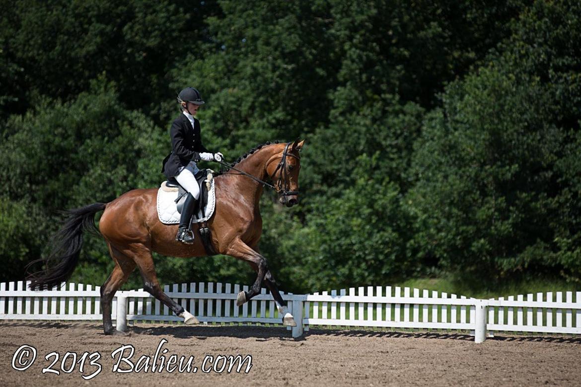 Dansk Varmblod Baunehøjens Florida billede 17