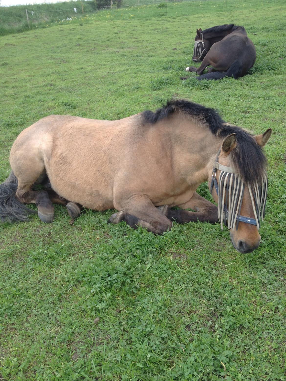 Anden særlig race bonnie billede 8