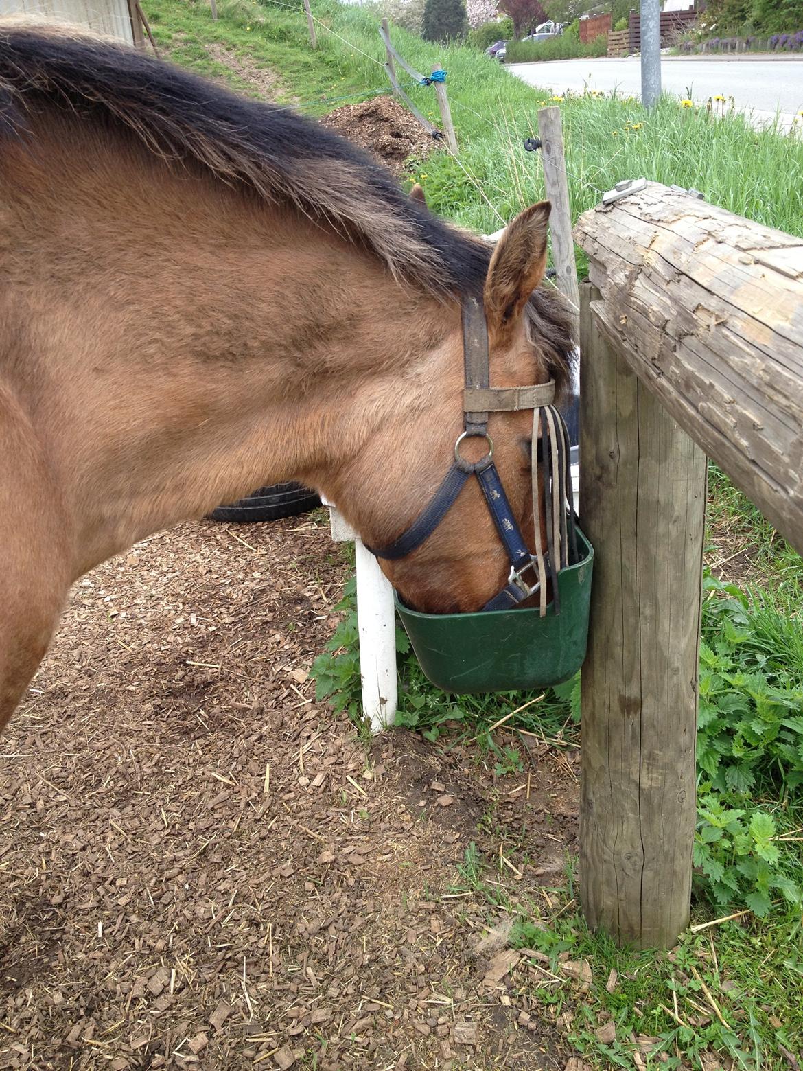 Anden særlig race bonnie billede 9