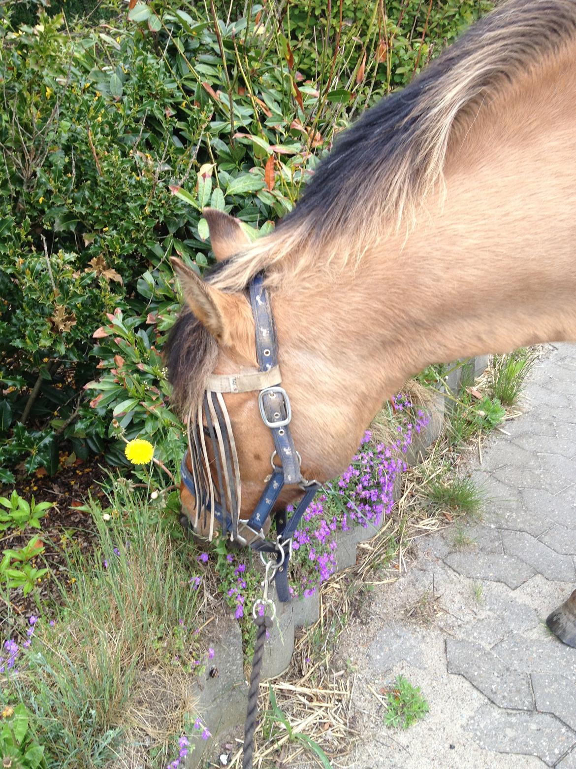 Anden særlig race bonnie billede 11