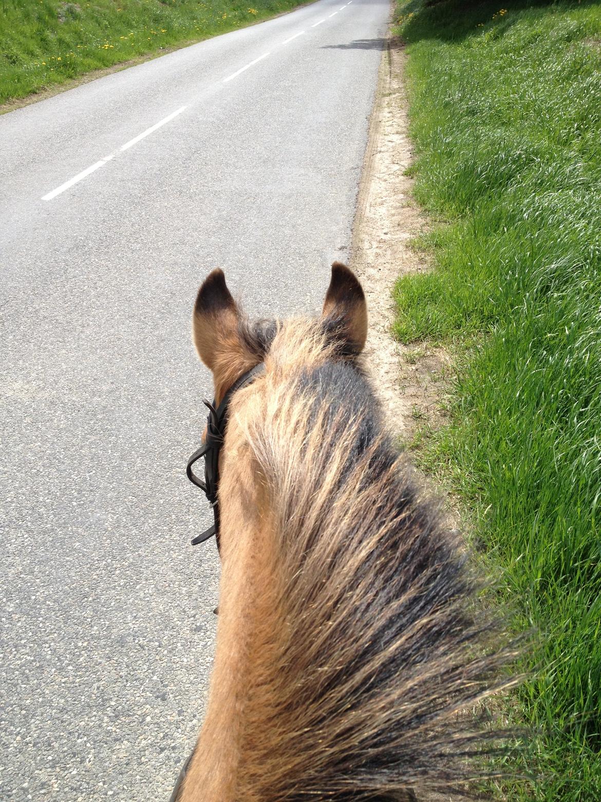 Anden særlig race bonnie billede 12