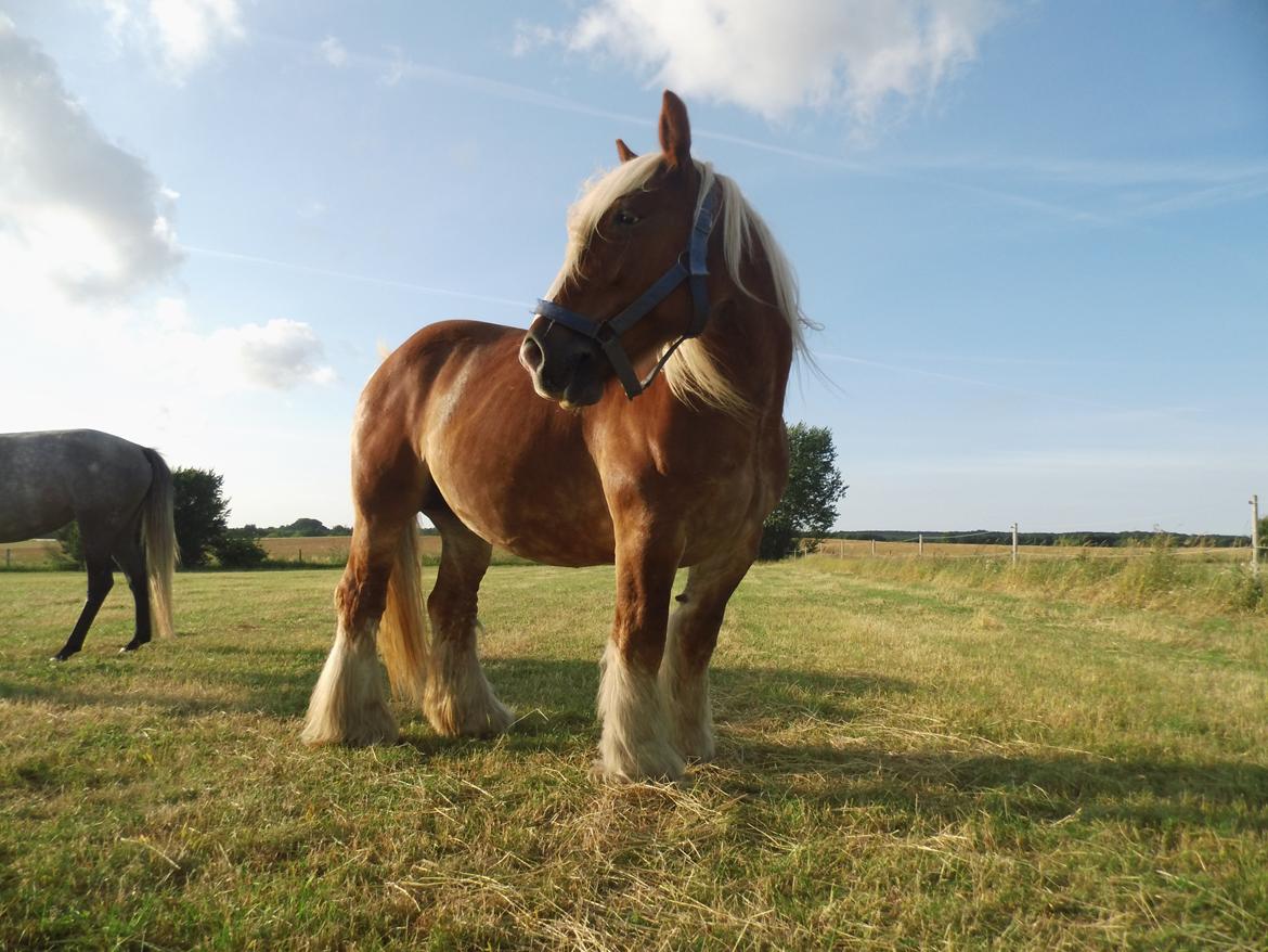 Jyde Josephine billede 5