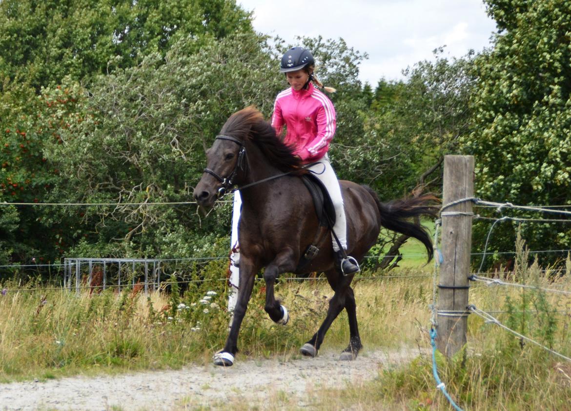 Islænder SVALA FRA ANNERUP (Svalte) - Svala galahopper (-: også fra turen til stutteri Guldbæk 1/08/13 billede 8