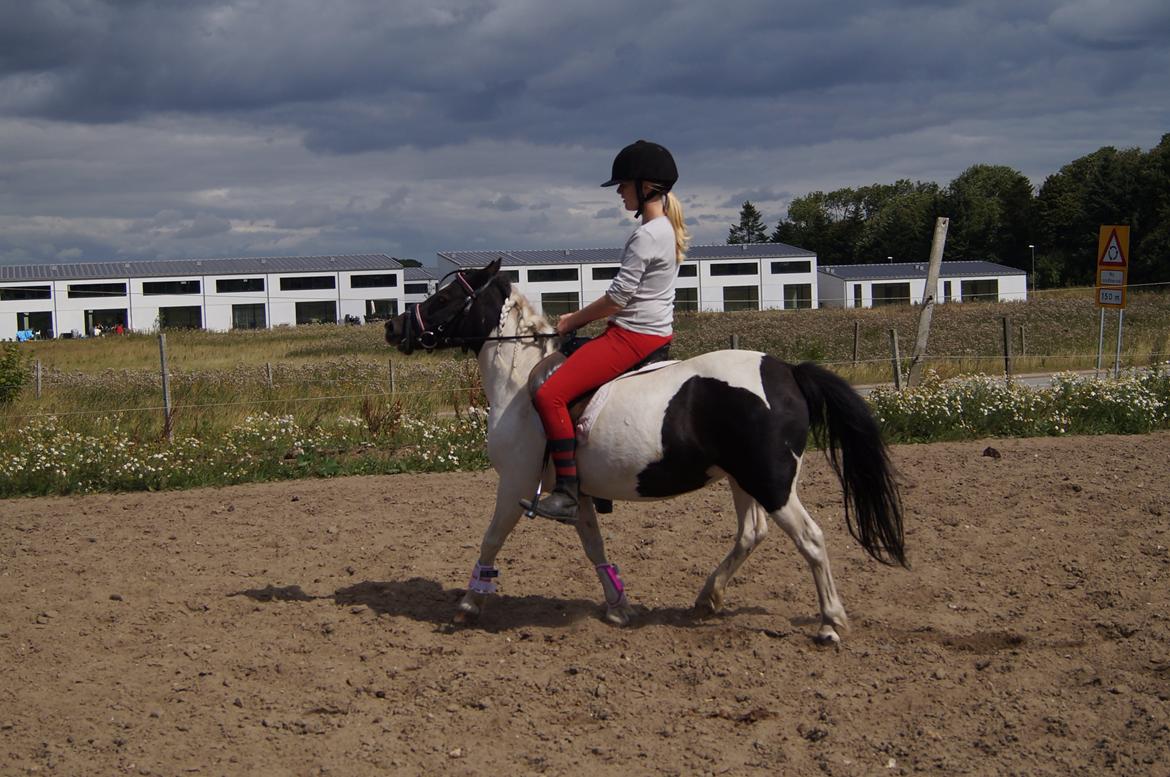 Anden særlig race Dixie  billede 16
