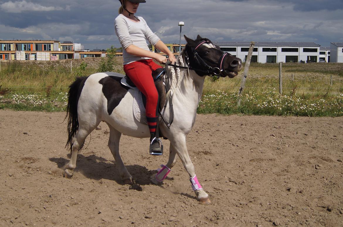 Anden særlig race Dixie  billede 19