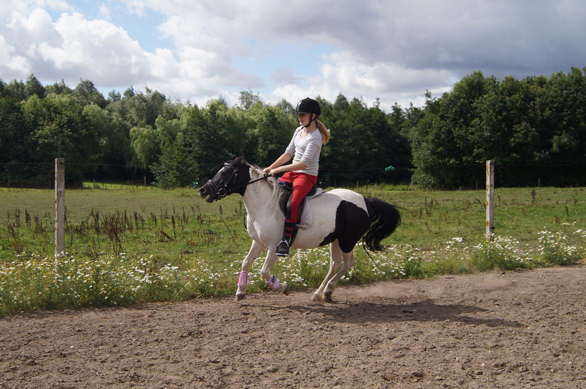 Anden særlig race Dixie  billede 20