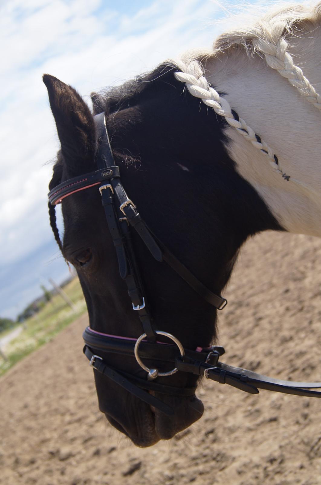 Anden særlig race Dixie  billede 24