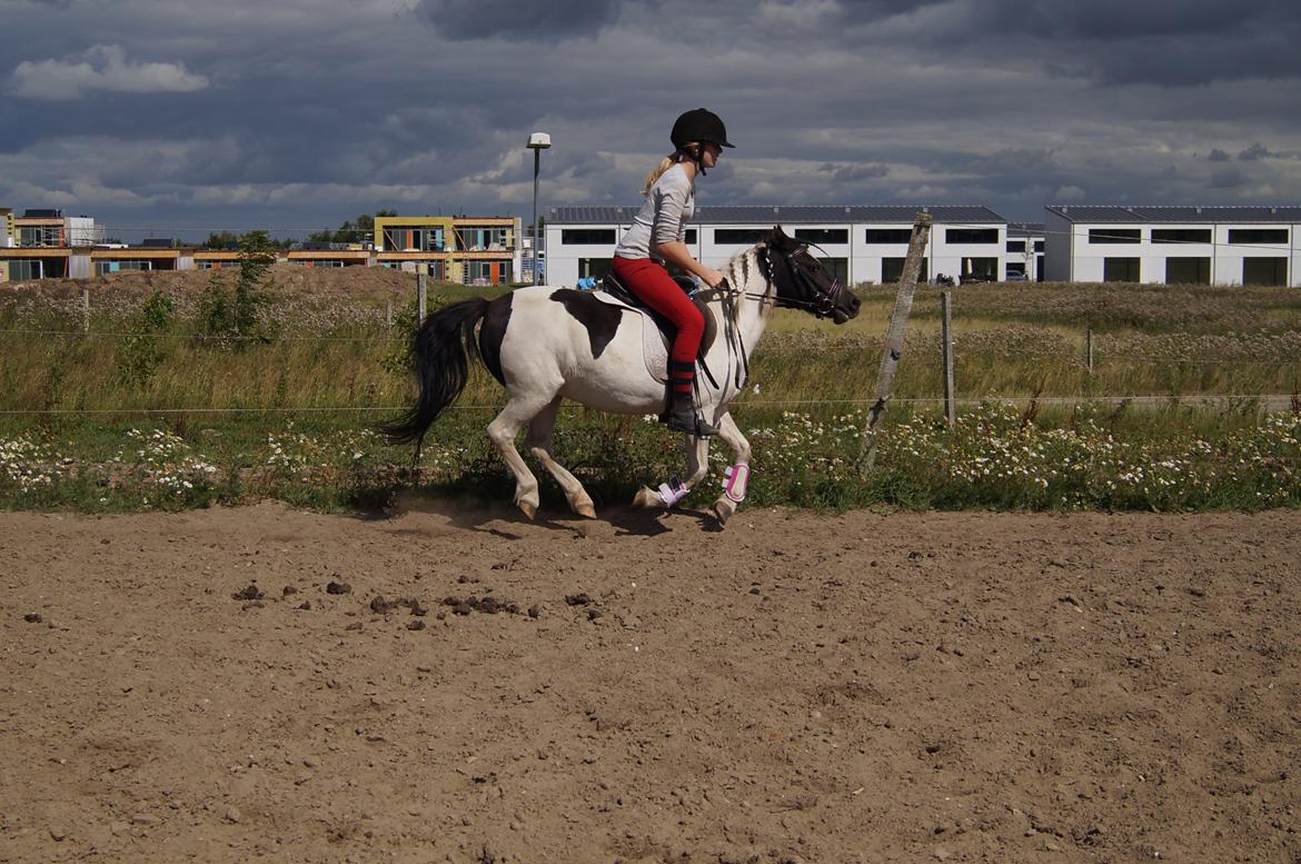 Anden særlig race Dixie  billede 30