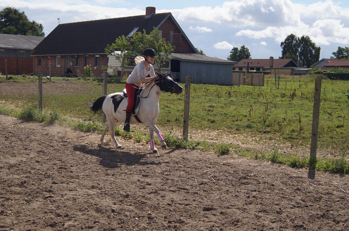 Anden særlig race Dixie  billede 32