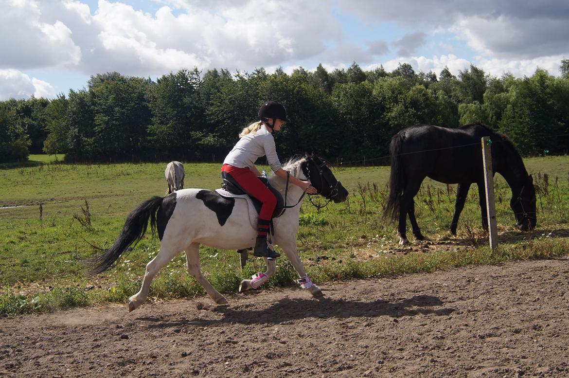 Anden særlig race Dixie  billede 33