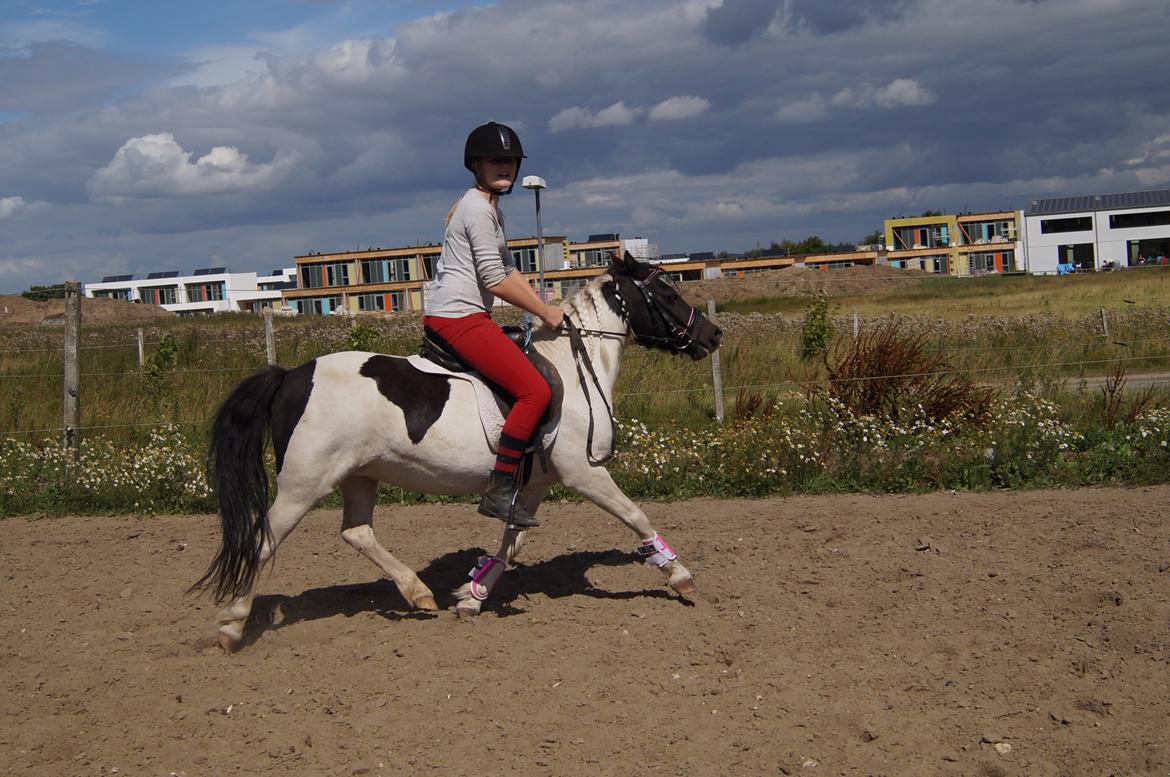 Anden særlig race Dixie  billede 12