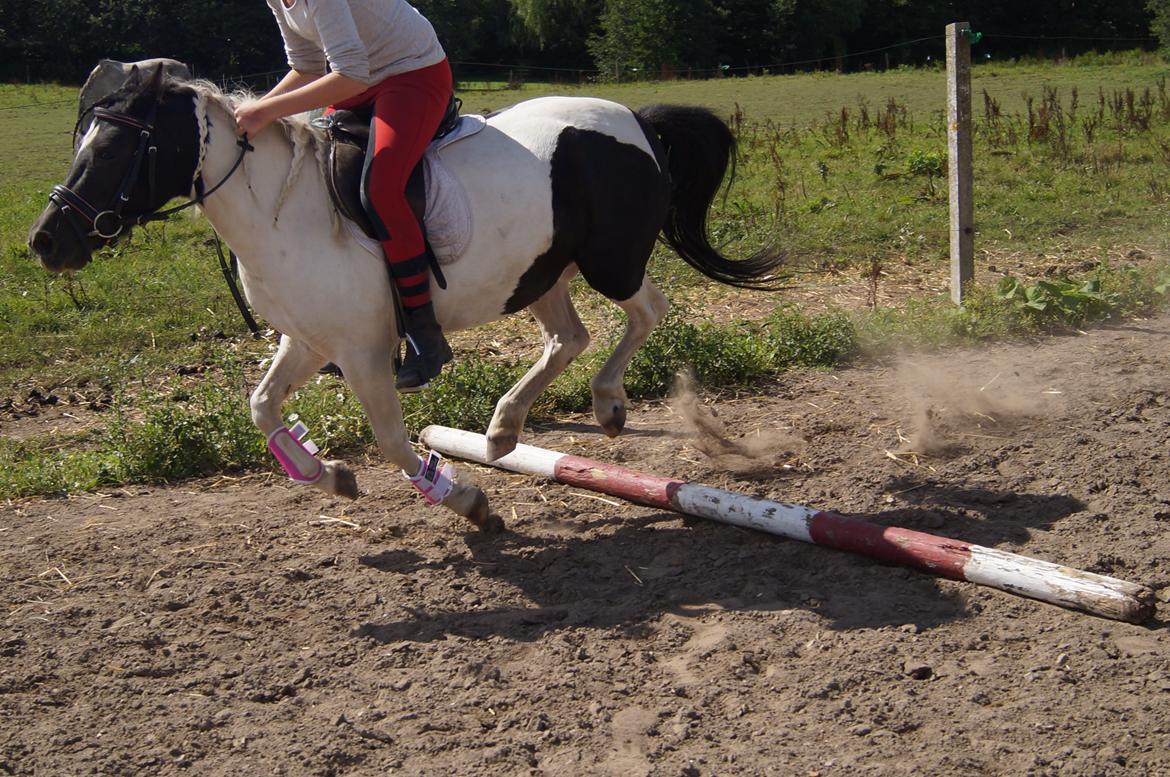 Anden særlig race Dixie  billede 29