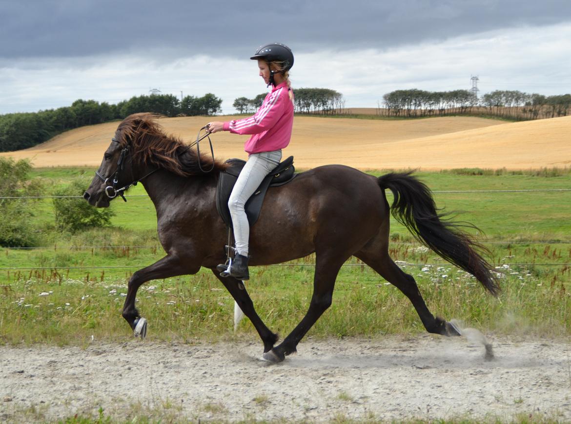 Islænder SVALA FRA ANNERUP (Svalte) - Svala fra Annerup, pas, 11/08/13, Stutteri Guldbæk billede 7