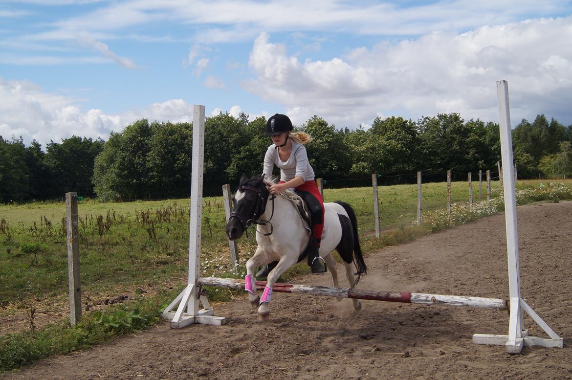 Anden særlig race Dixie  billede 7