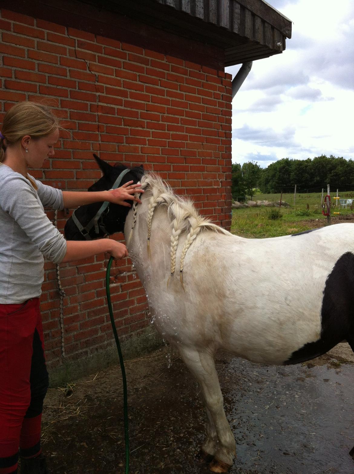 Anden særlig race Dixie  - Da du kom var du bange for vand og kunne slet ikke lide det! Nu står du stille og syndes det er dejligt! Elsker dig!!<3 billede 5