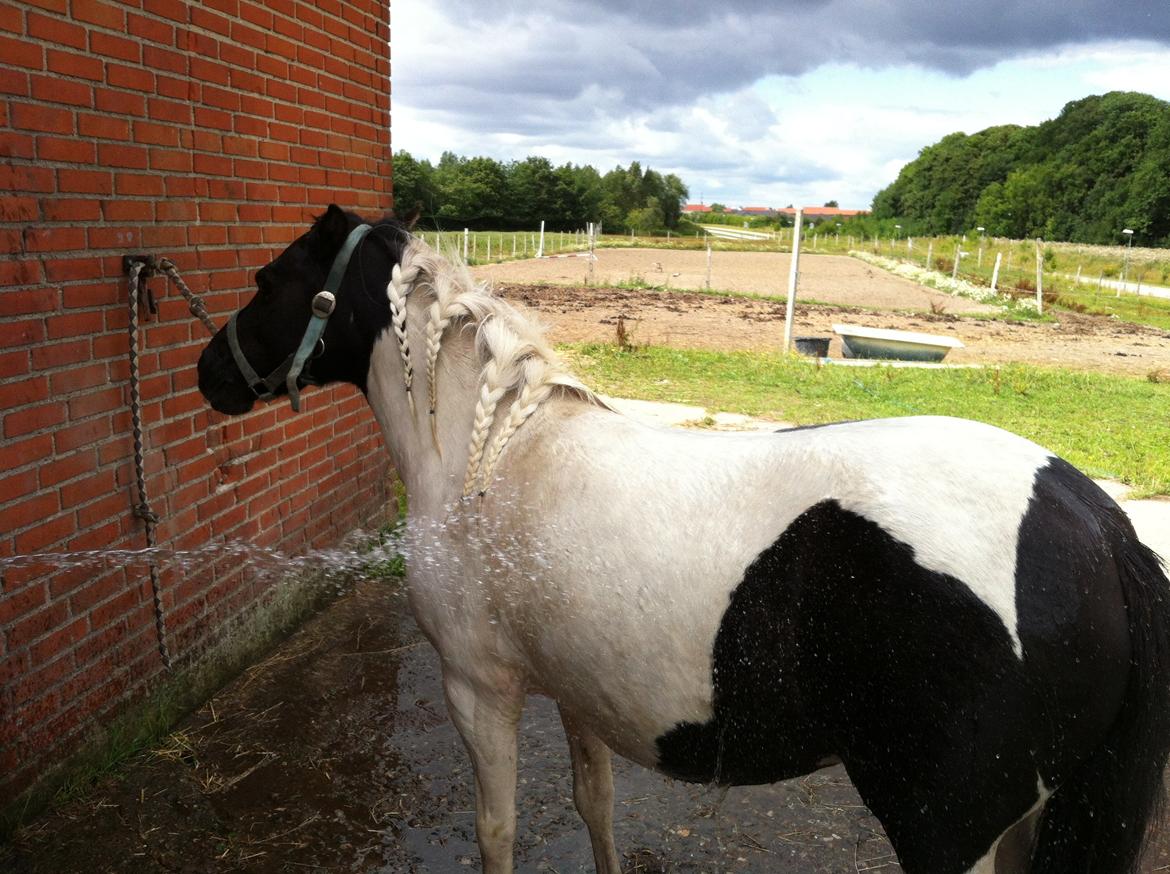 Anden særlig race Dixie  billede 34