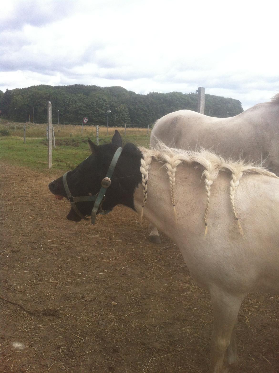 Anden særlig race Dixie  billede 17