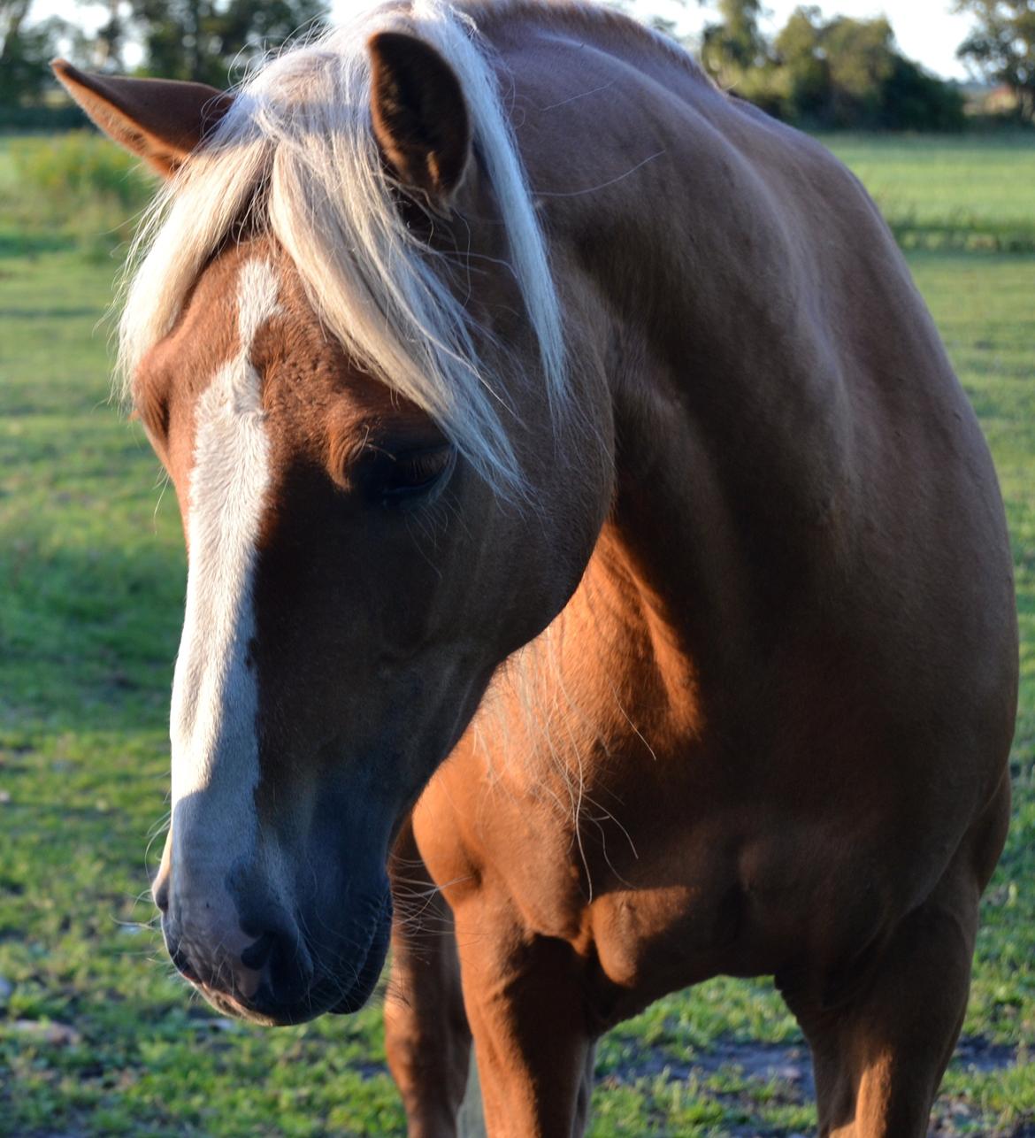Haflinger Sofie - You makes me smile. Foto: Mig billede 6