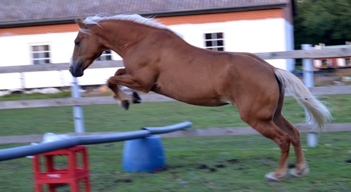 Haflinger Sofie - Foto: Mig billede 7