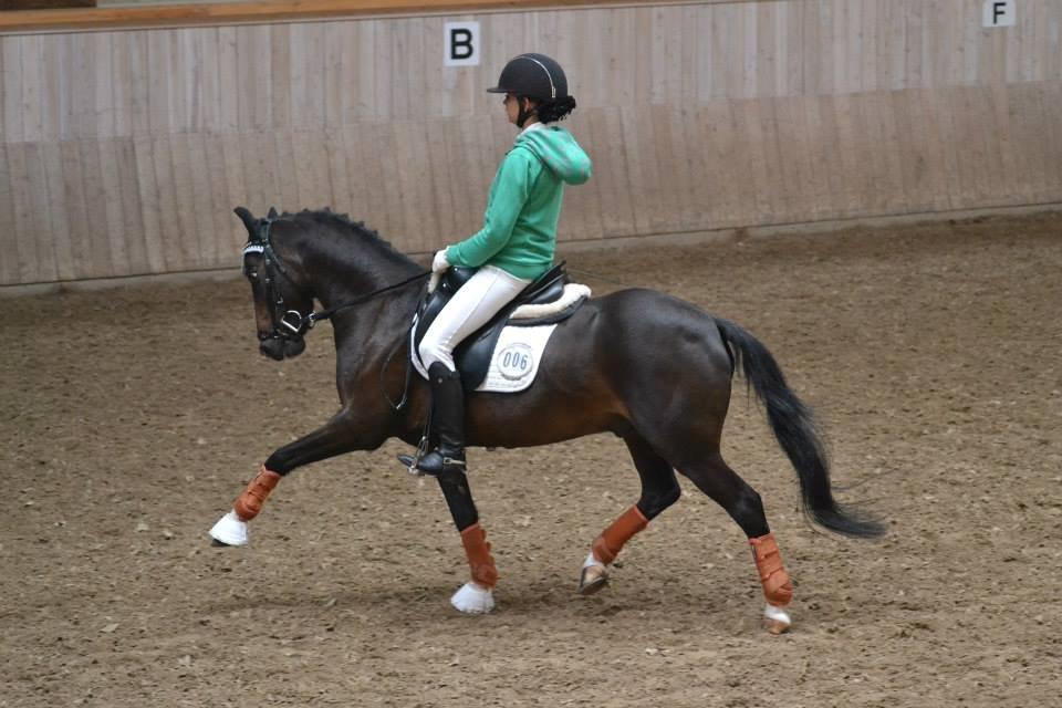 Anden særlig race Ponygårdens Mikkel Danmarksmester x 2 SOLGT - Danish chamiponship 2013! billede 10