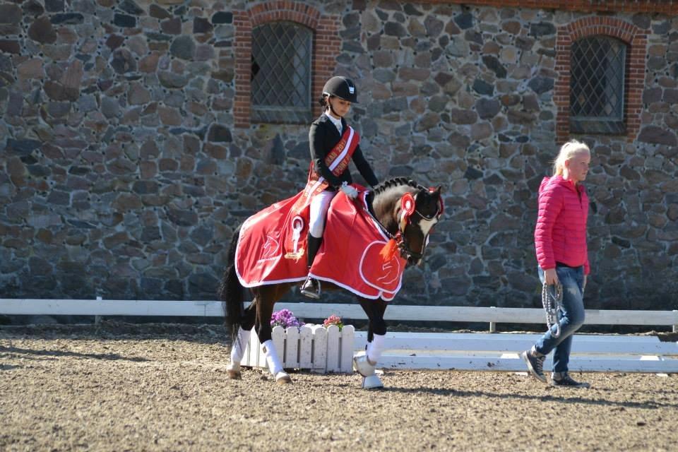 Anden særlig race Ponygårdens Mikkel Danmarksmester x 2 SOLGT - my love! billede 17