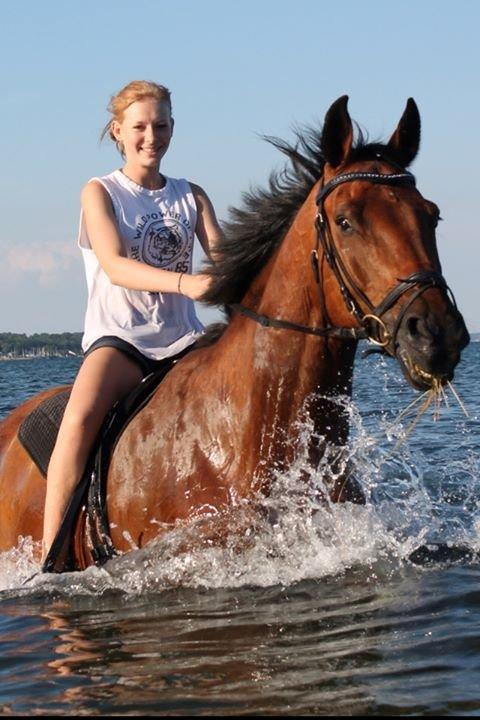 Holstener Castano billede 16