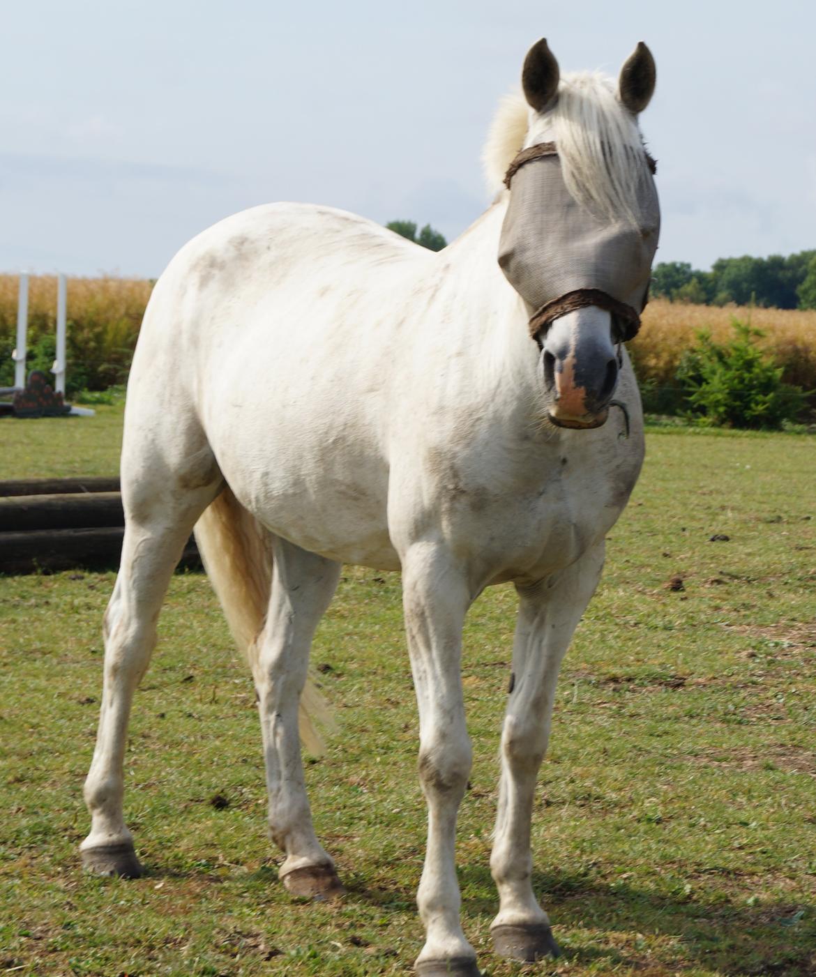 Anden særlig race Maicha - Sommer 2013 billede 5