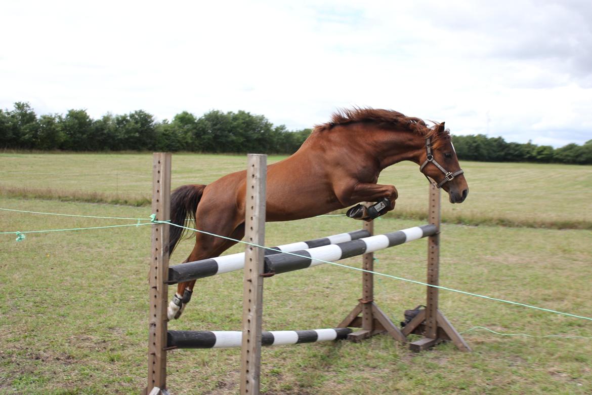 Anden særlig race Ruby B-pony - Ruby løsspringer! :-P billede 32