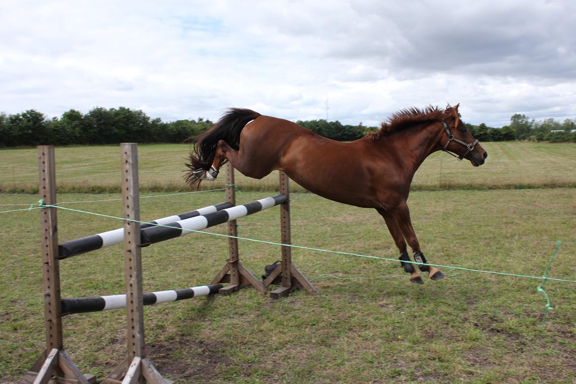 Anden særlig race Ruby B-pony billede 33