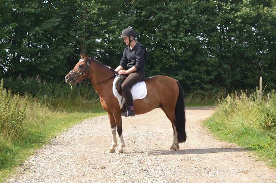 Pinto Dyrkærgaards Loverboy/Boysen - Flotte Boyzen ♥ billede 14