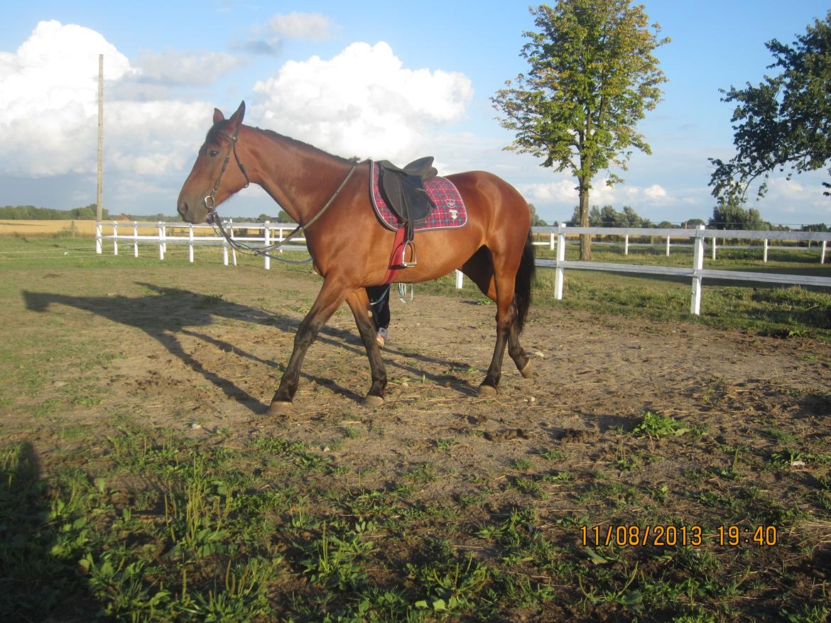 Anden særlig race Babe billede 5