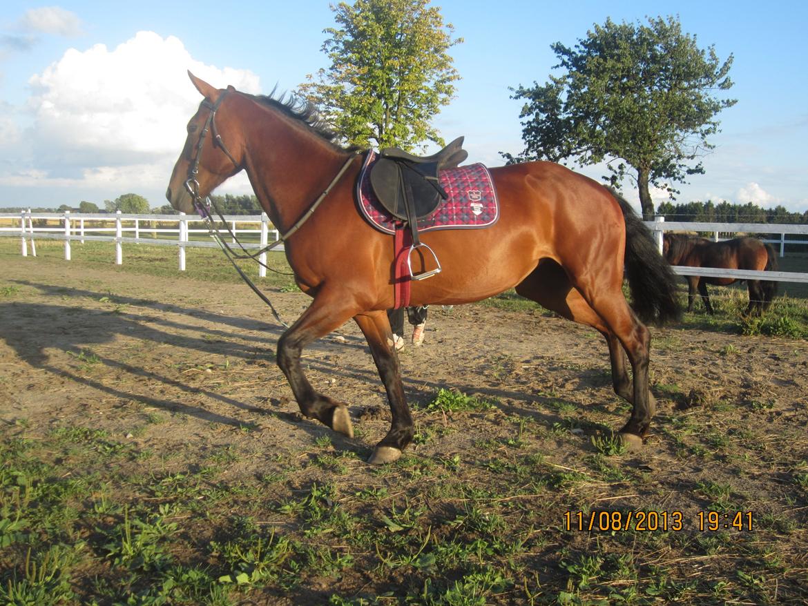 Anden særlig race Babe billede 6