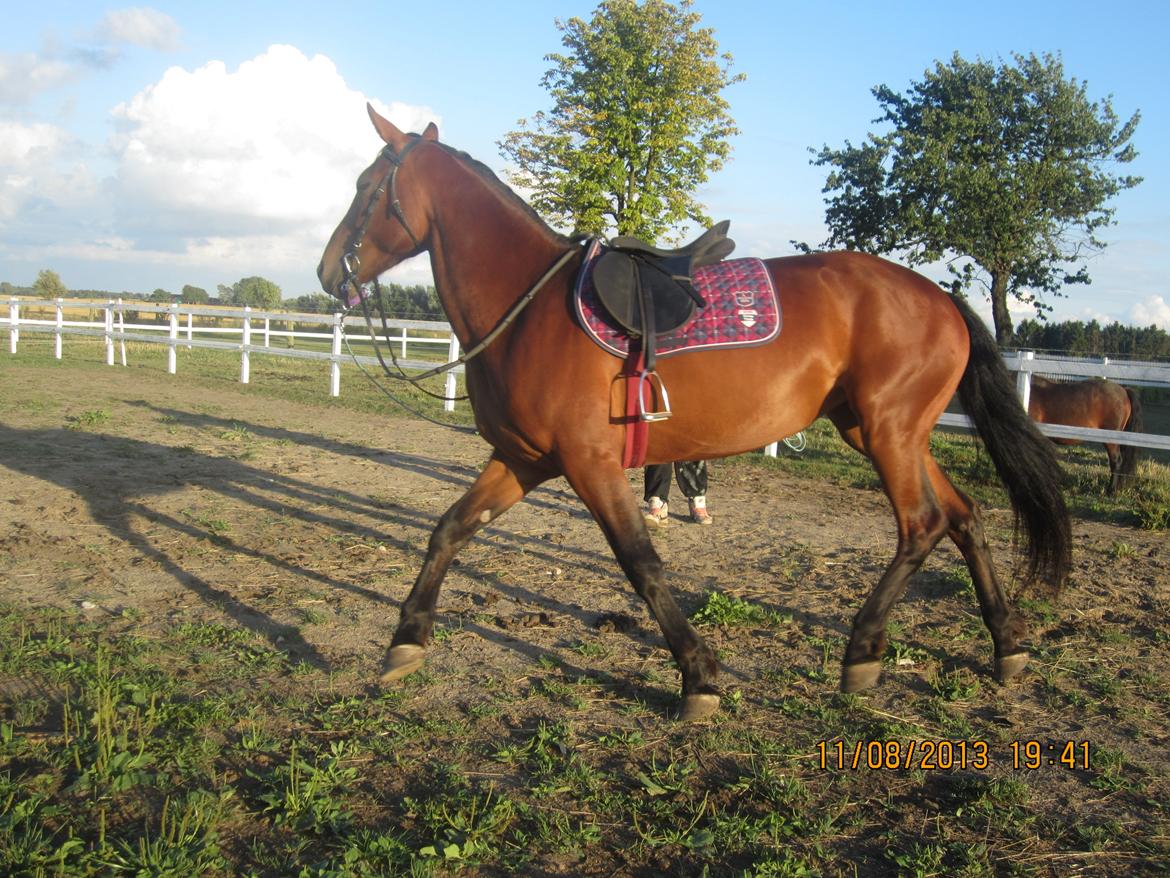 Anden særlig race Babe billede 7