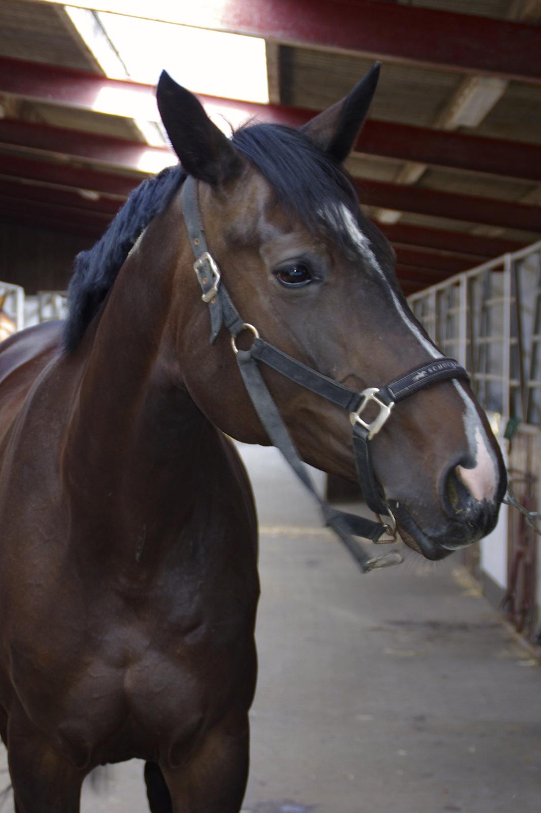 Hannoveraner Come Up 2 billede 9