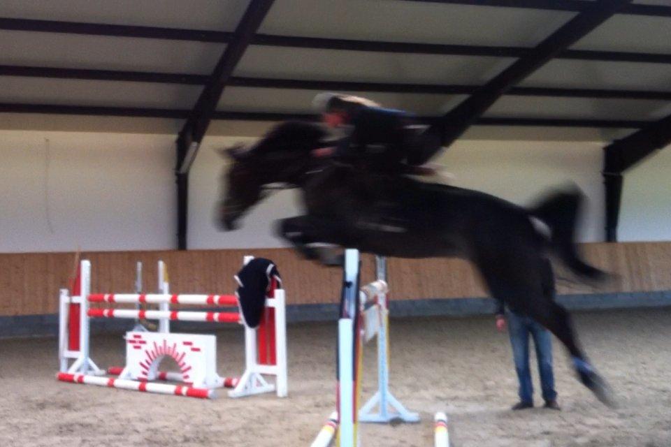 Hannoveraner Come Up 2 - Da jeg prøvede hende ved Aabo billede 13